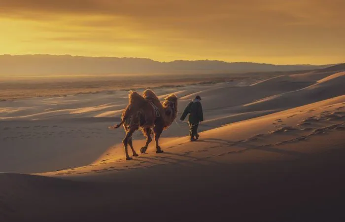 Camel in the Gobi Desert dunes | Mongolia photo tour