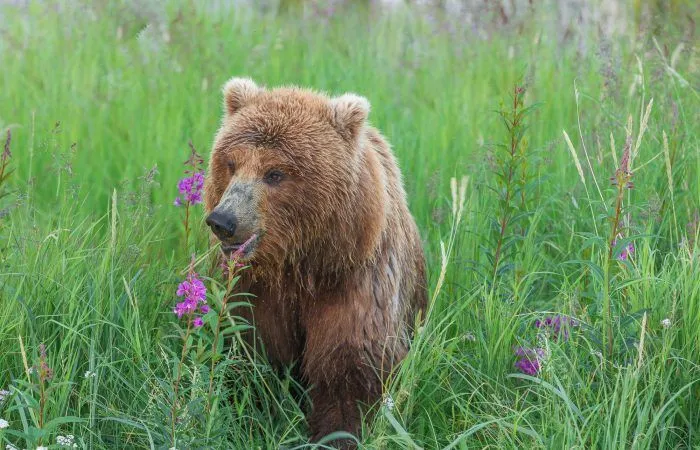 Grizzly bear Alaska photo tour